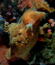 Dumb looking orange frogfish hanging from the underside o... by Alex Tattersall 